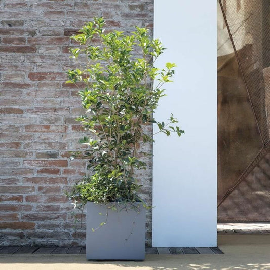 V5H4BD9B477E9C1633E8F6FFFF970988A73R5927905P2